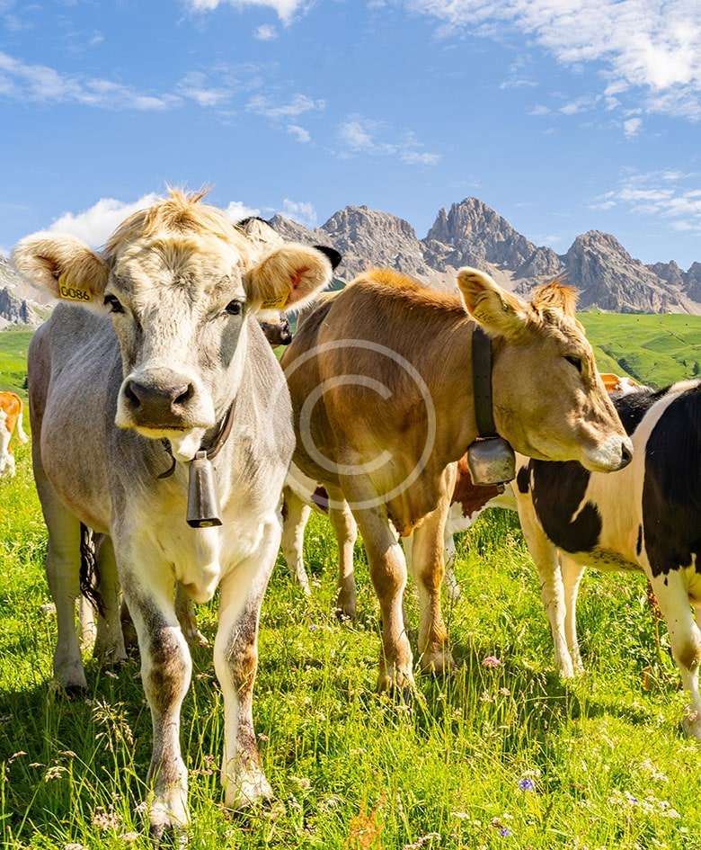 Micronutrients fertilizer for plants