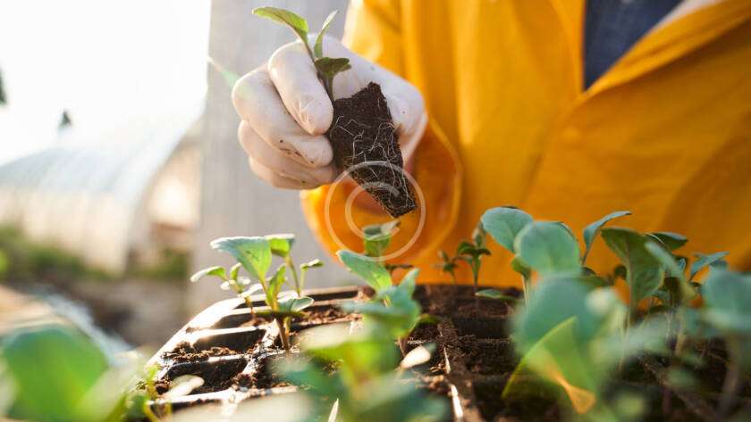 best micronutrients for plants