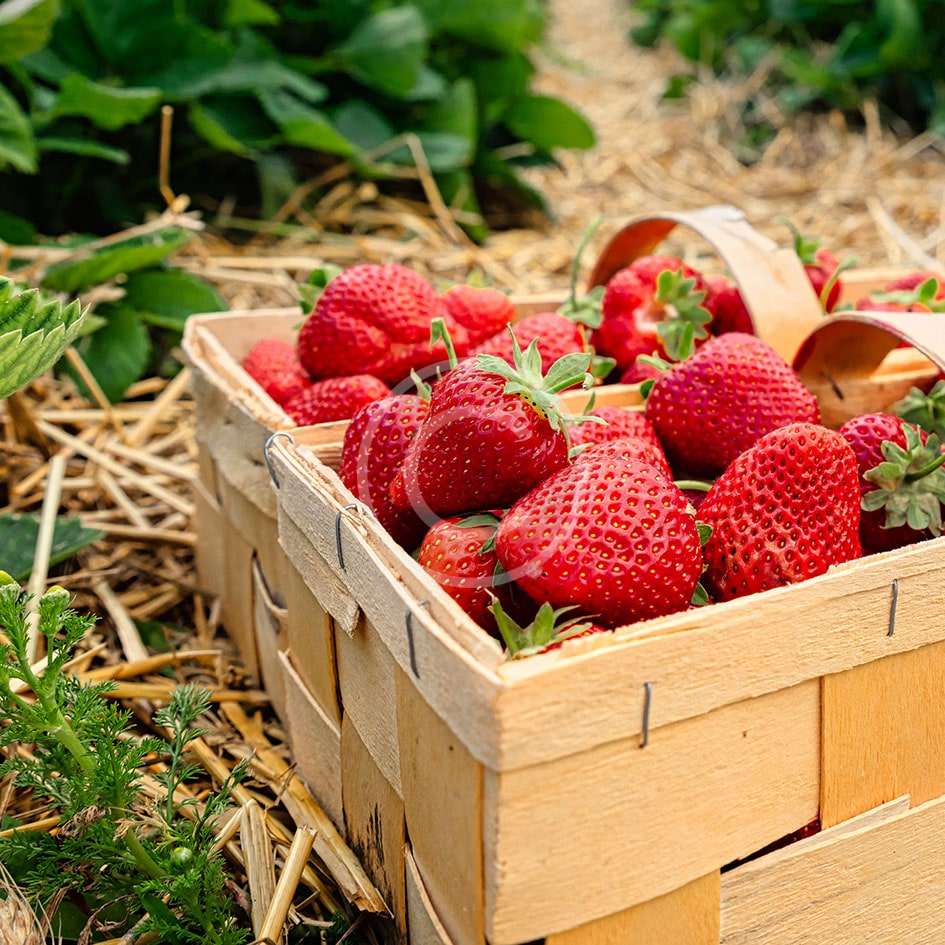 Soil Nutrient Management