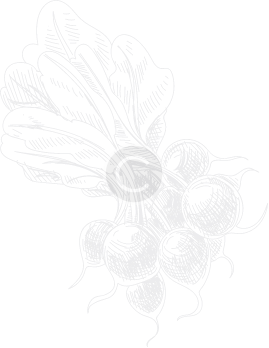 plant nutrient management